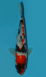 KOI VHQ Tategoi Showa Sanshoku zima 2015 28 cm