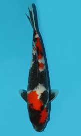 KOI VHQ Tategoi Showa zima 2015 27 cm