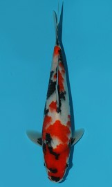 KOI VHQ Tategoi Showa Sanshoku zima 2015 25 cm