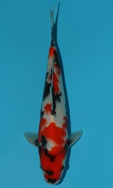 KOI VHQ Tategoi Showa Sanshoku zima 2015 25 cm