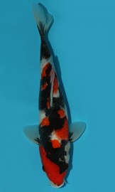 KOI VHQ Tategoi Showa Sanshoku zima 2015 28 cm