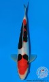 Germany Shinkokai Young KOI Show ... Vice Champion ... Doitsu B ... size 2 ... " for sale now " 