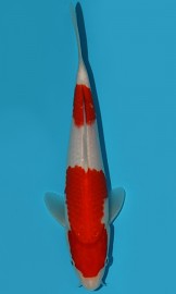 KOI VHQ Tategoi Kohaku zima 2015 27 cm