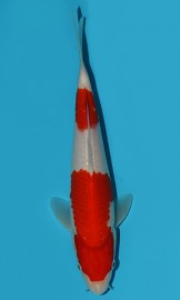 KOI VHQ Tategoi Kohaku zima 2015 27 cm