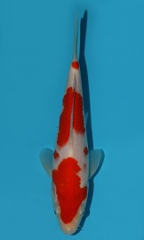 KOI VHQ Tategoi Kohaku zima 2015 25 cm