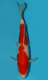 KOI VHQ Tategoi Kohaku zima 2015 27 cm