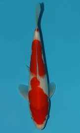 KOI VHQ Tategoi Kohaku zima 2015 27 cm