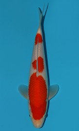 KOI VHQ Tategoi Kohaku zima 2015 25 cm