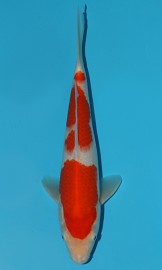 KOI VHQ Tategoi Kohaku zima 2015 27 cm