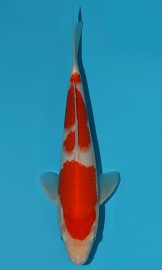 KOI VHQ Tategoi Kohaku zima 2015 27 cm