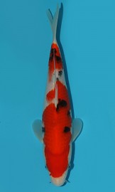 KOI VHQ Tategoi Taisho Sanshoku zima 2015 28 cm