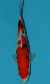 KOI VHQ Tategoi Taisho Sanshoku zima 2015 28 cm