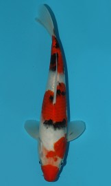 KOI VHQ Tategoi Taisho Sanshoku zima 2015 28 cm