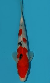 KOI VHQ Tategoi Taisho Sanshoku zima 2015 28 cm