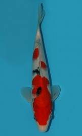 KOI VHQ Tategoi Taisho Sanshoku zima 2015 28 cm