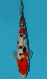 KOI VHQ Tategoi Taisho Sanshoku zima 2015 30 cm