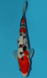 KOI VHQ Tategoi Taisho Sanshoku zima 2015 30 cm