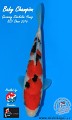 And the best on the end ... Germany Shinkokai Young KOI Show ... Champion Tancho ... Champion Class ... size 1 / Champion in size and special title Baby Champion 2016 !!! ... " Do you want to buy the best Taischo Sanshoku ? " 