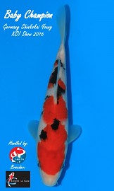 KOI VHQ Tatagoi Taisho Sanshoku jaro 2016 22 cm