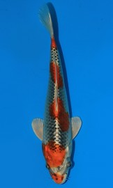 KOI VHQ Tategoi Kujaku jaro 2016 25 cm