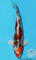 Germany Shinkokai Young KOI Show ... Vice Champion ... Hikari Moyo ... size 2 ... " for sale now " 