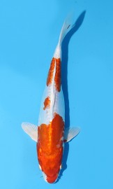 KOI Kikusui jaro 2015 30 cm