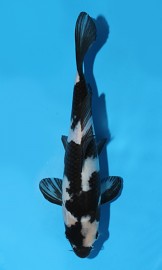 KOI HQ Shiro Utsuri jaro 2015 25 cm, 2. místo kategorie Utsurimono Size 1 Interkoi 2015