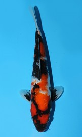KOI HQ Tatagoi Showa jaro 2015 30 cm