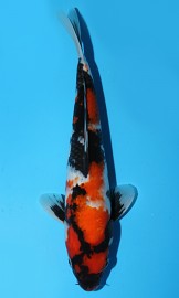 KOI HQ Tatagoi Showa jaro 2015 30 cm