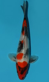 KOI HQ Showa Sanshoku zima 2015 25 cm