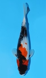 KOI Showa léto 2015 30 cm