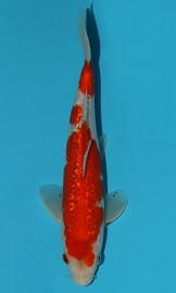 KOI Gin Rin Kohaku zima 2015 25 cm