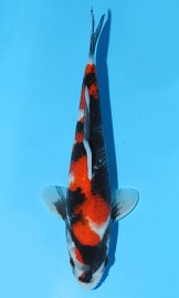 KOI Showa léto 2015 30 cm