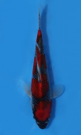 KOI VHQ Goshiki jaro 2015 23 cm