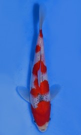 KOI VHQ Goshiki jaro 2015 20 cm