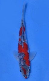 KOI VHQ Goshiki jaro 2015 20 cm