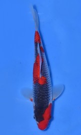 KOI VHQ Goshiki jaro 2015 22 cm