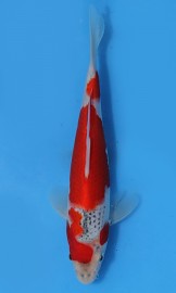 KOI VHQ Goshiki jaro 2015 20 cm