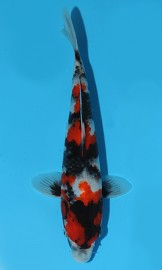 KOI HQ Showa zima 2015 30 cm