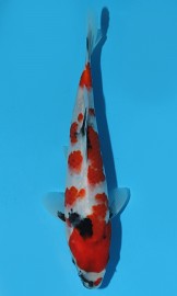 KOI HQ Showa zima 2015 24 cm