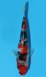 KOI HQ Showa zima 2015 22 cm