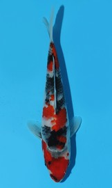 KOI HQ Showa zima 2015 22 cm