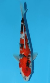 KOI HQ Showa zima 2015 26 cm