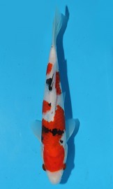 KOI HQ Sanke podzim 2015 23 cm