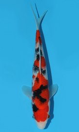 KOI HQ Sanke 2015 zima 23 cm