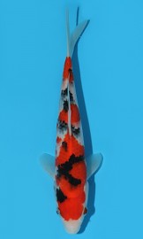 KOI HQ Sanke 2015 zima 23 cm