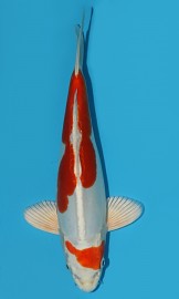 KOI HQ Kikusui zima 2015 28 cm