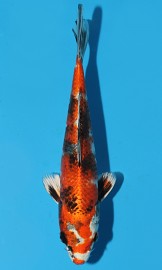 KOI HQ Kin Showa zima 2015 22 cm