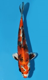 KOI HQ Kin Showa zima 2015 22 cm