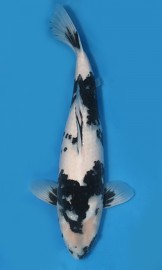 KOI VHQ Shiro Utsuri jaro 2015 50 cm